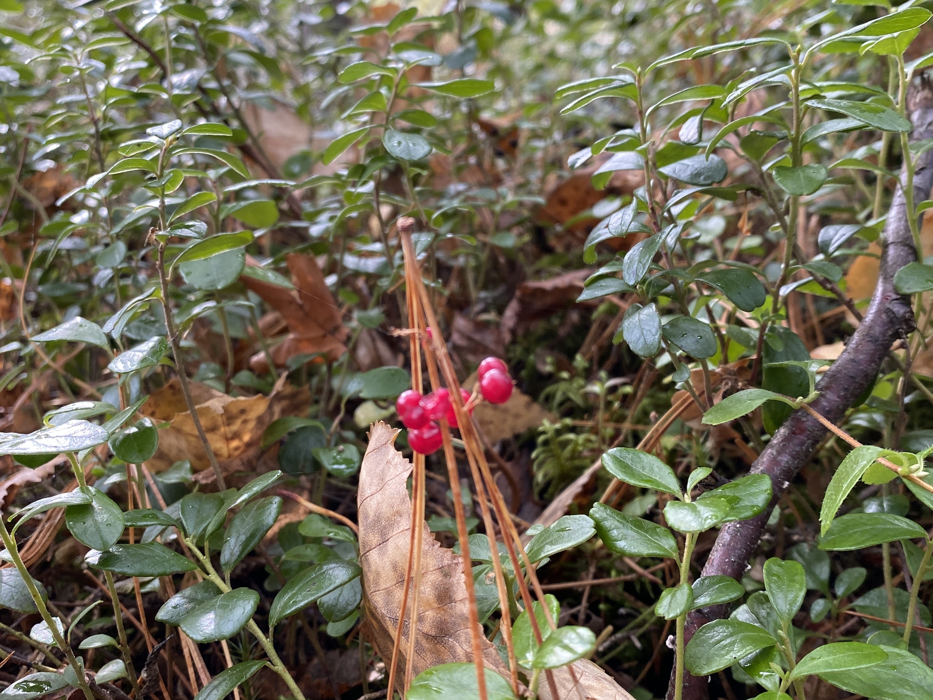 В конце лета и начале осени иная поляна или болото в наших лесах поражают воображение буйством ягодных красок — глаз не оторвешь. Суровое очарование севера проявляется и здесь: долго зреют под солнцем эти крошечные плоды, чтобы потом не только порадовать своим внешним видом, но и отдать всю свою пользу.